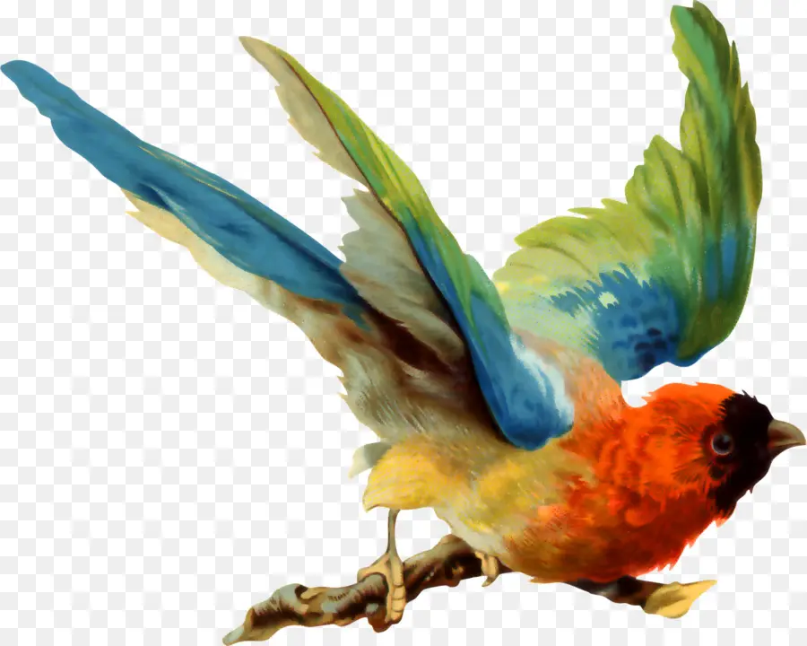 Burung，Burung Beo PNG