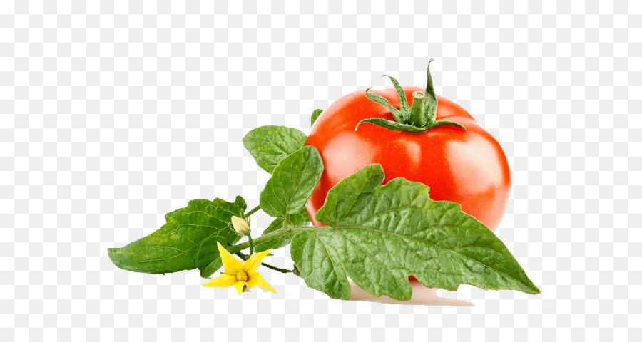 Tomat，Sayuran PNG