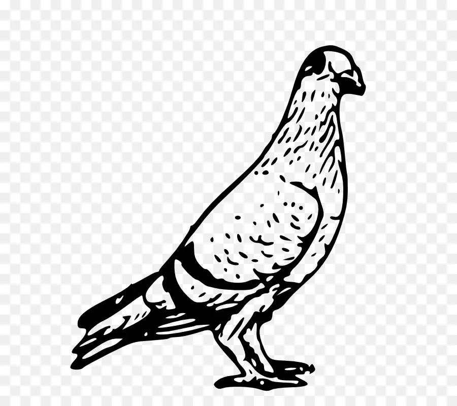 Homing Pigeon，Columbiformes PNG