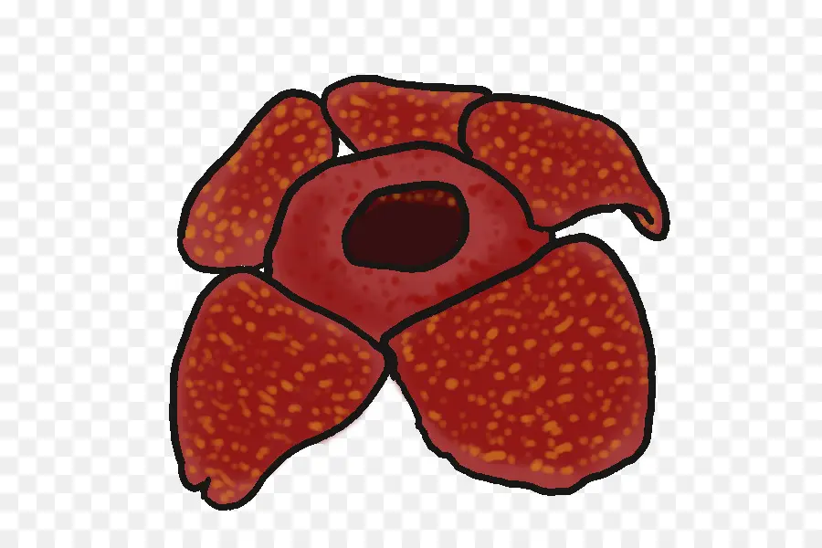 Rafflesia Arnoldii，Drawing PNG