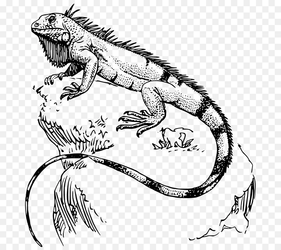 Kadal，Reptil PNG