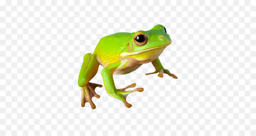 Katak Melompat，Katak PNG