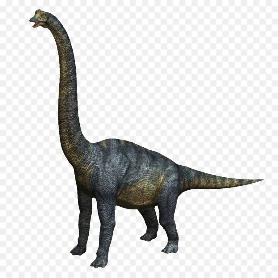 Velociraptor，Brachiosaurus PNG