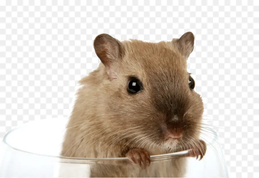 Gerbil，Hewan Pengerat PNG