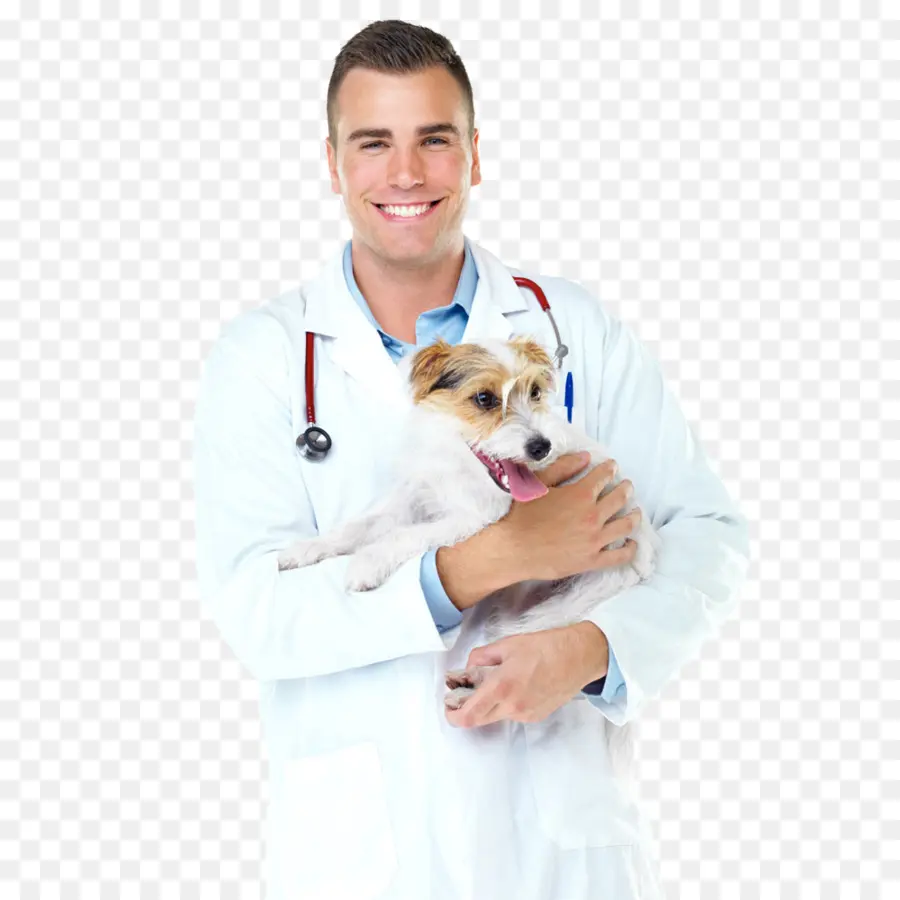 Dokter Hewan，Anjing PNG