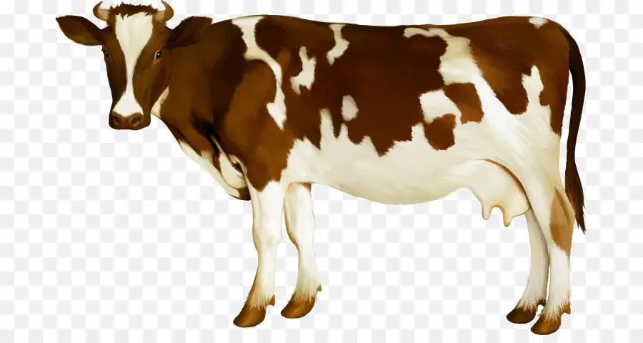 Holstein Friesian Ternak，Sapi Simmental PNG