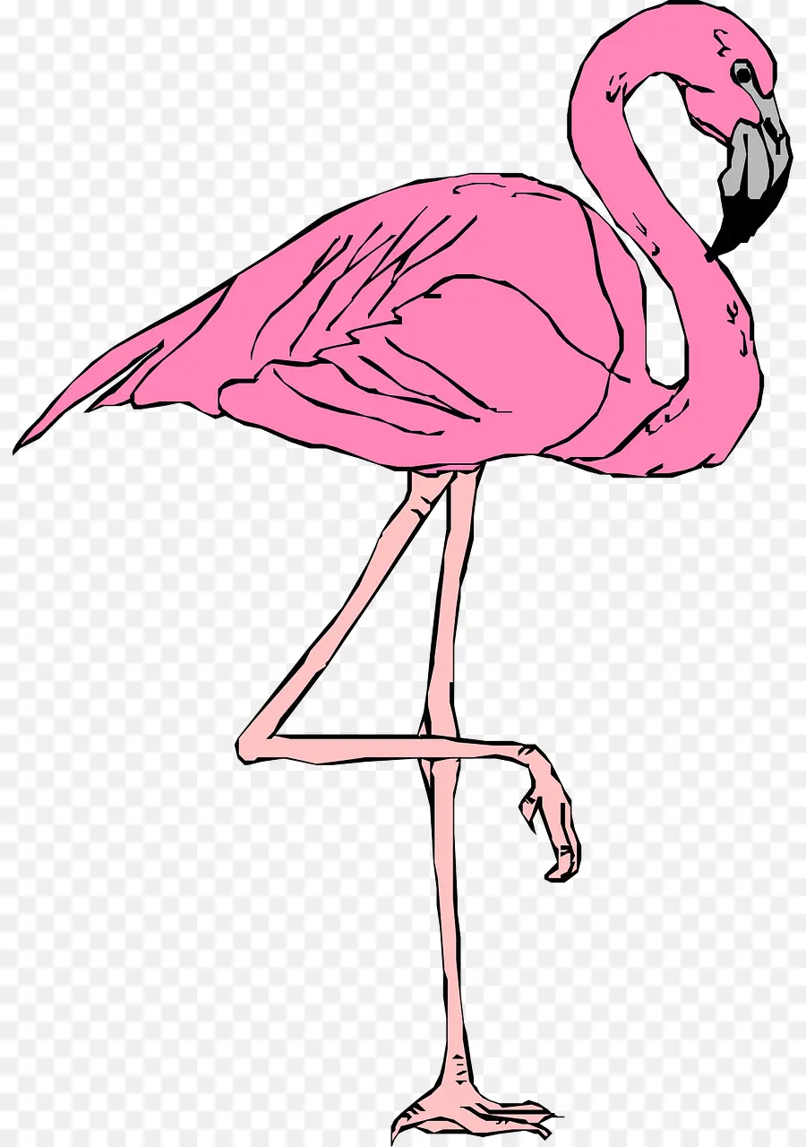 Flamingo，Konten Gratis PNG