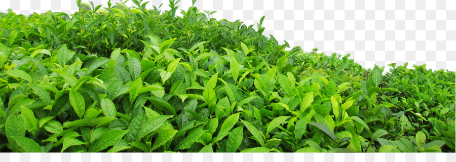 Teh Teh Hijau Daun Gambar Png