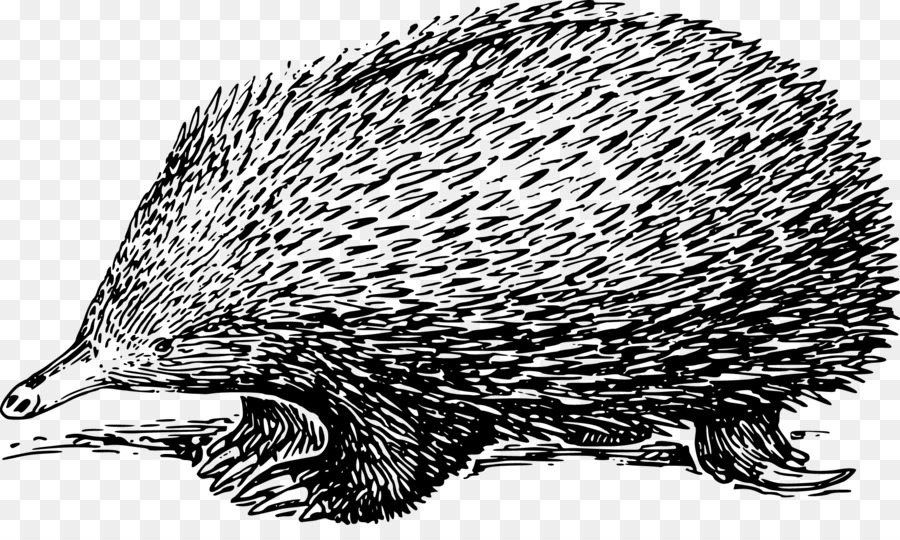 Landak，Echidna PNG