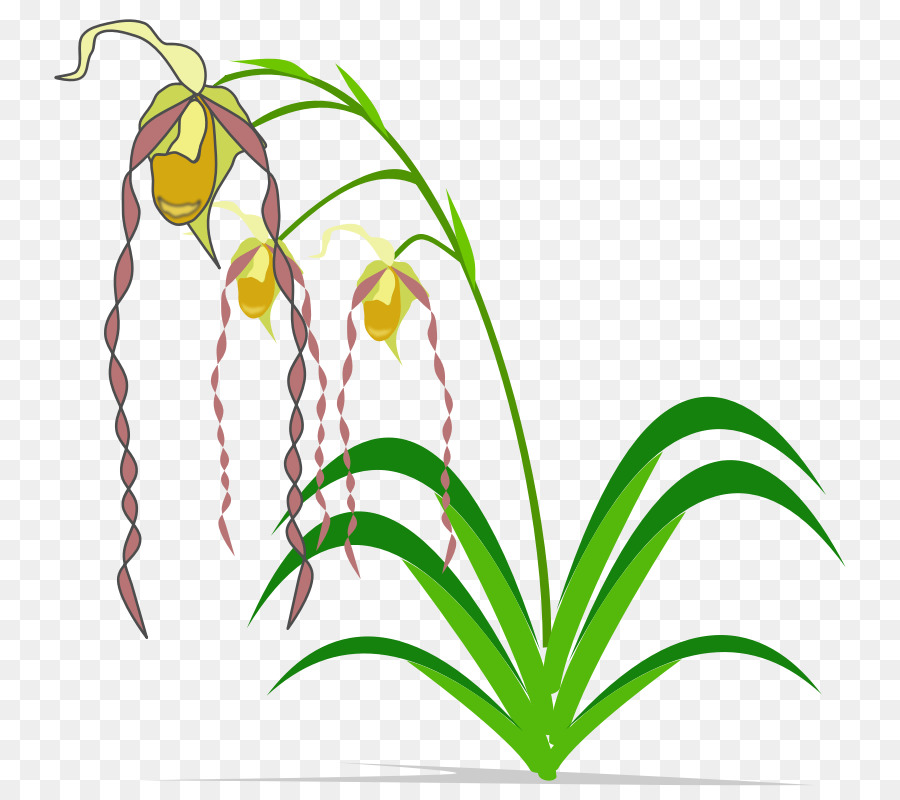 Lily Paskah，Bunga PNG