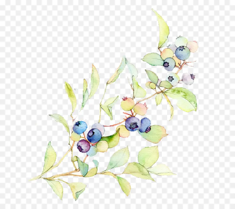 Blueberry，Bilberry PNG