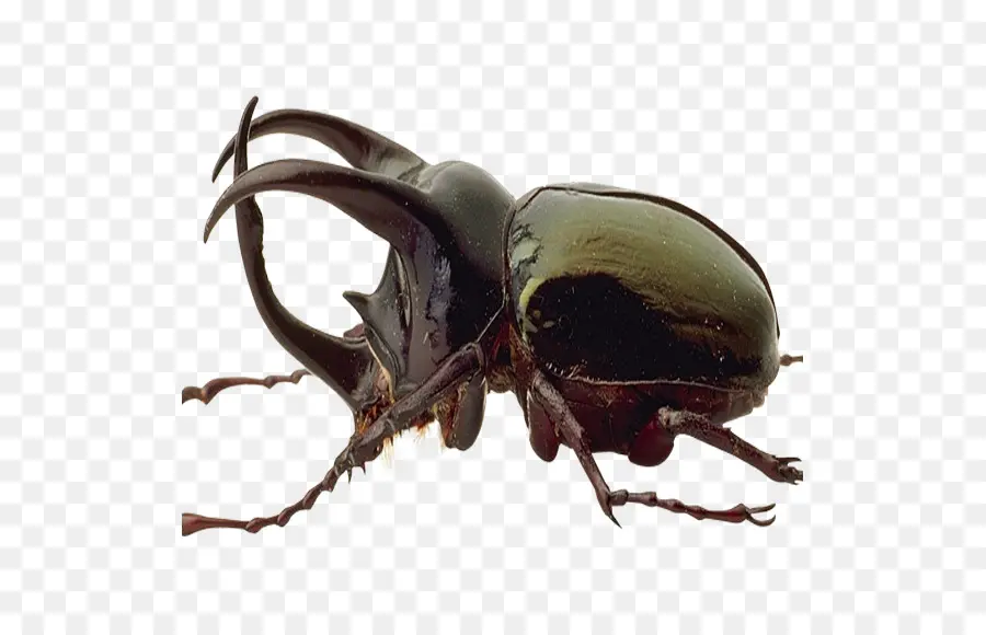 Kumbang，Kumbang Badak Jepang PNG