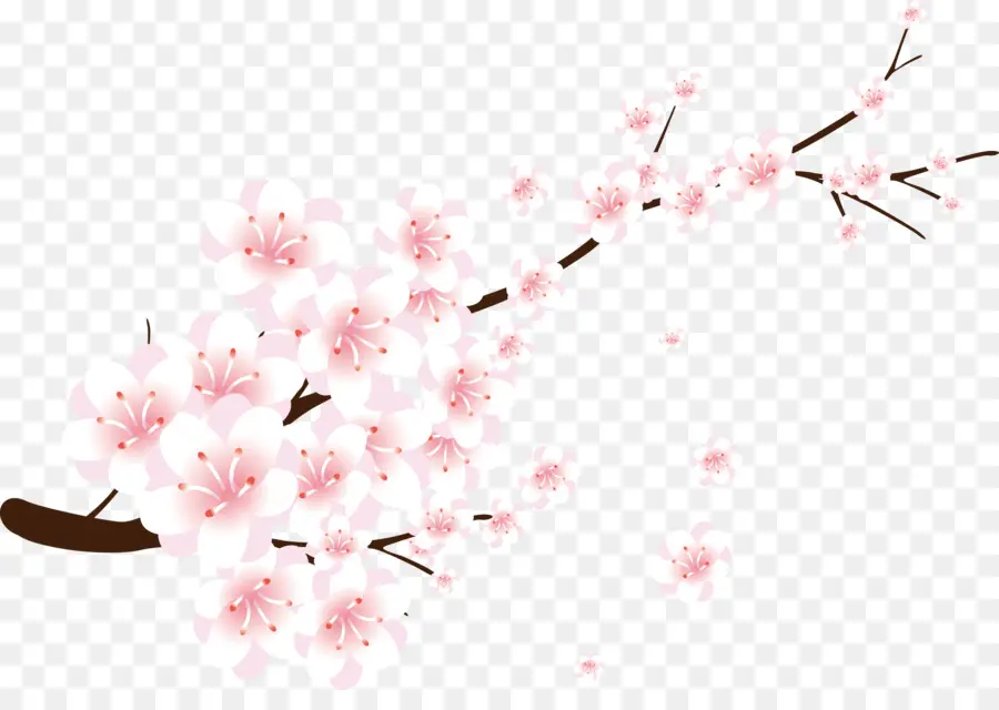 Bunga Sakura，Bunga Bunga PNG