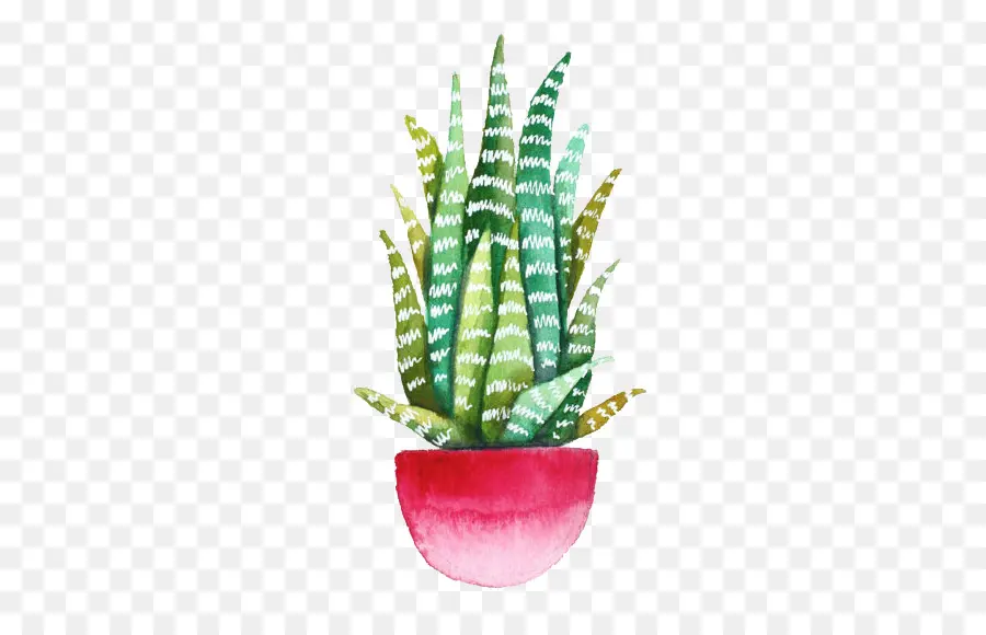 Echeveria Agavoides，Gambar PNG