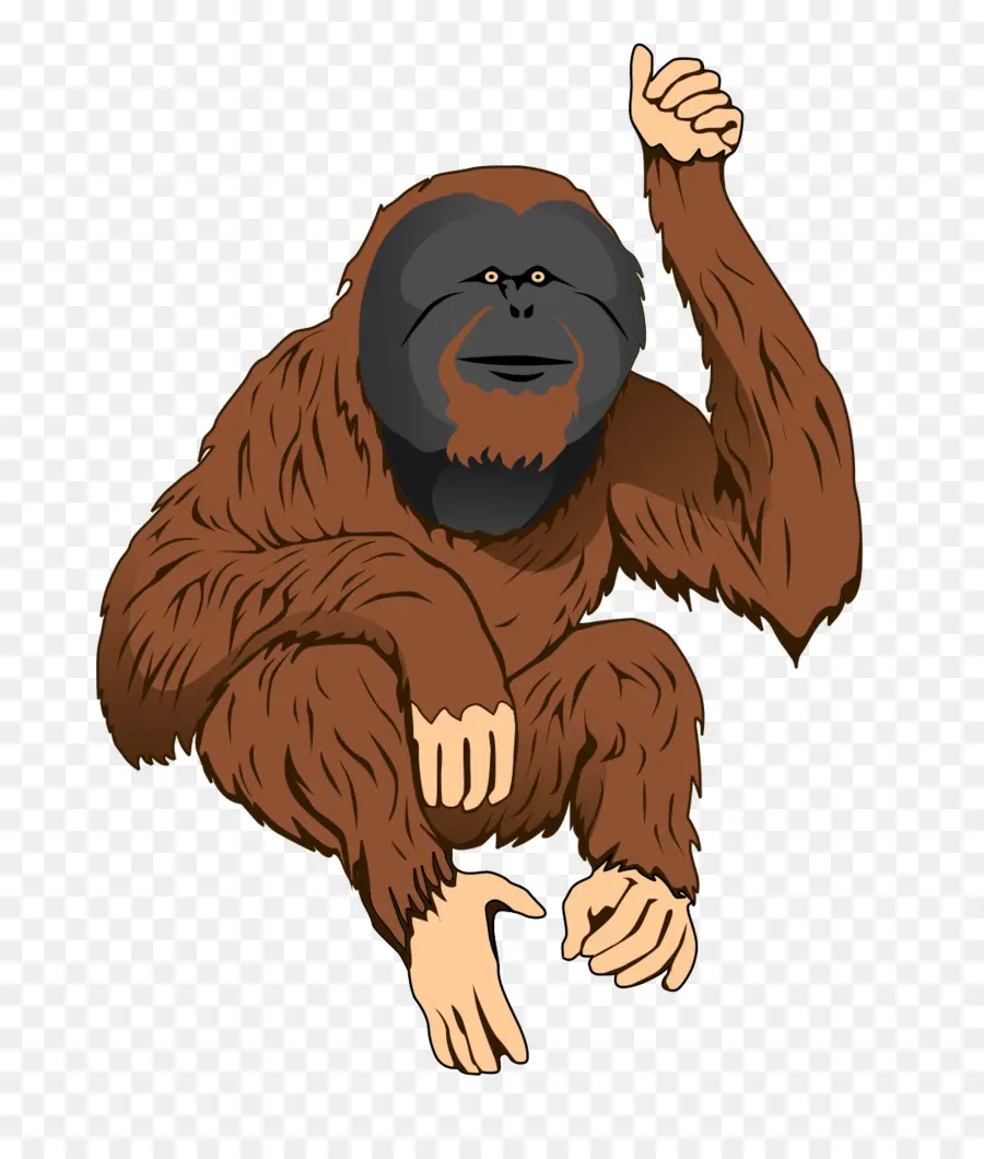 Orangutan，Primata PNG