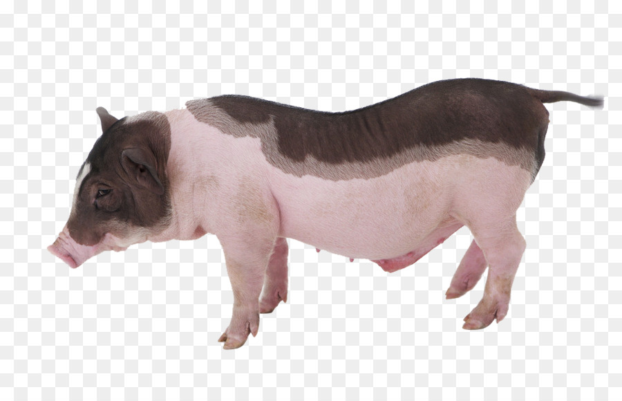 Babi，Peternakan PNG