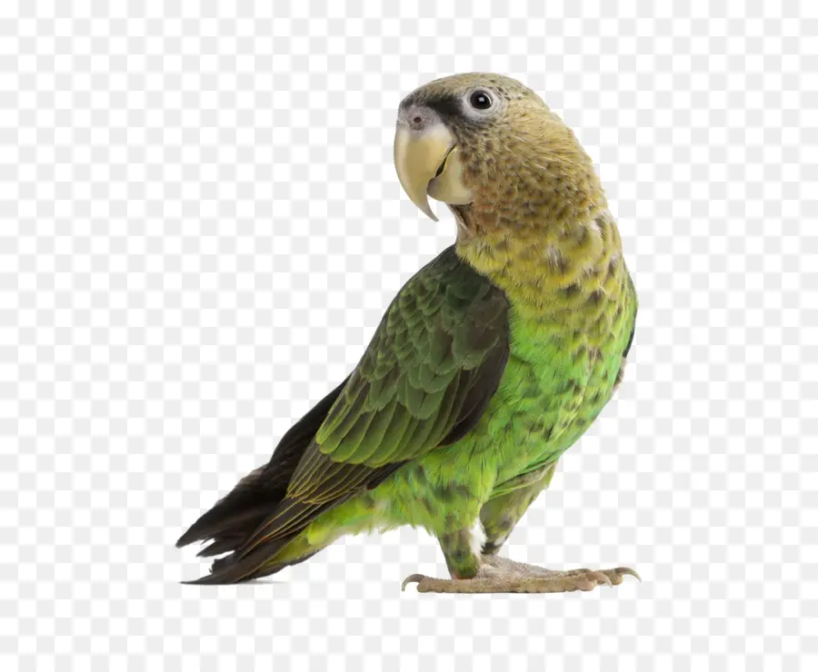 Burung Beo，Burung Kesturi PNG