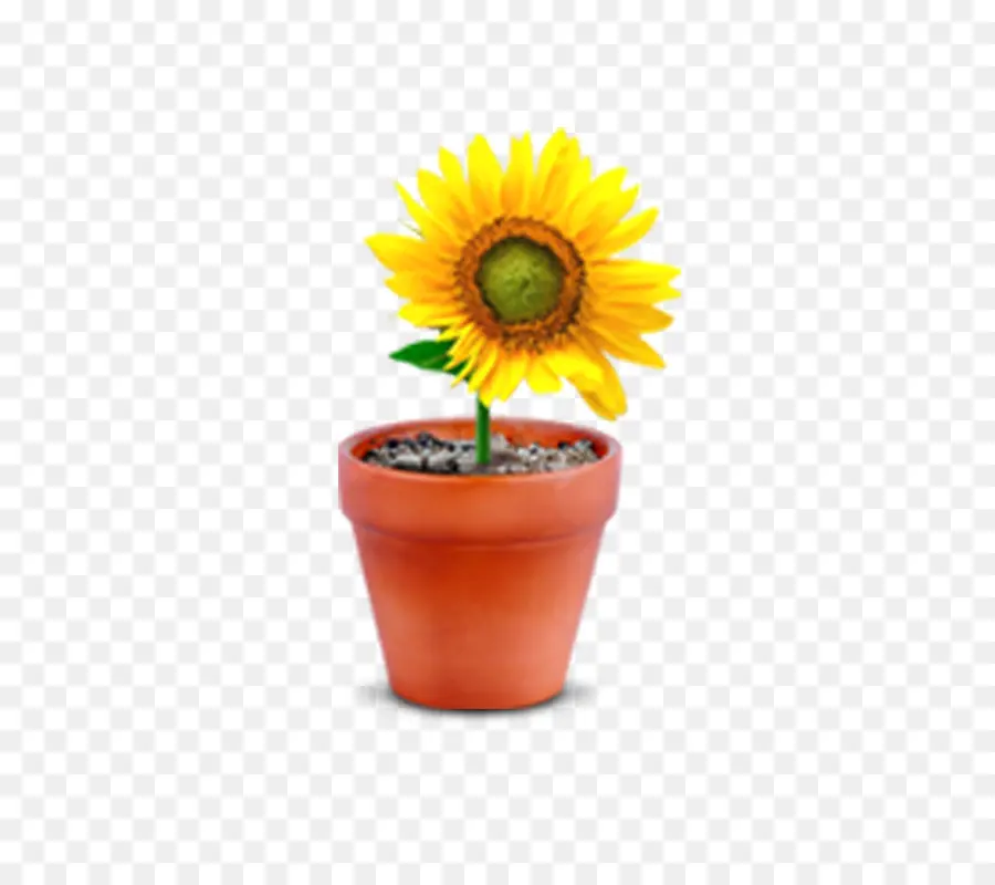 Umum Bunga Matahari，Pot Bunga PNG