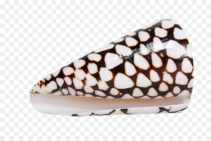 Sepatu， PNG