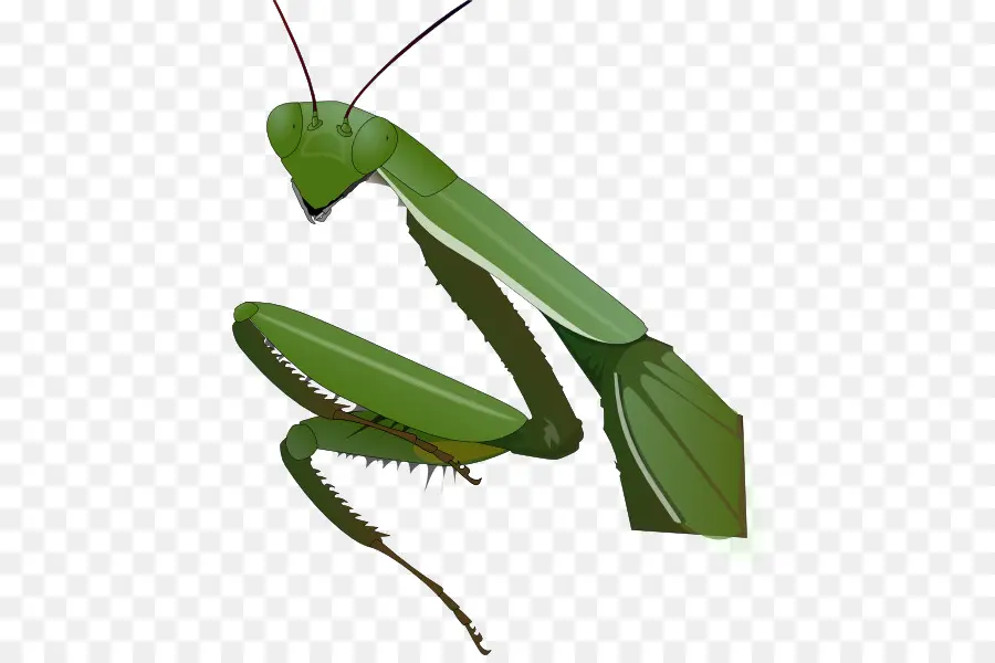 Serangga，Mantis PNG