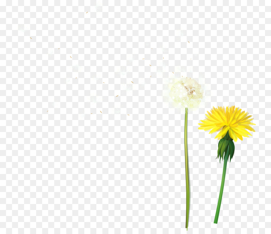 Bunga Kuning，Dandelion PNG