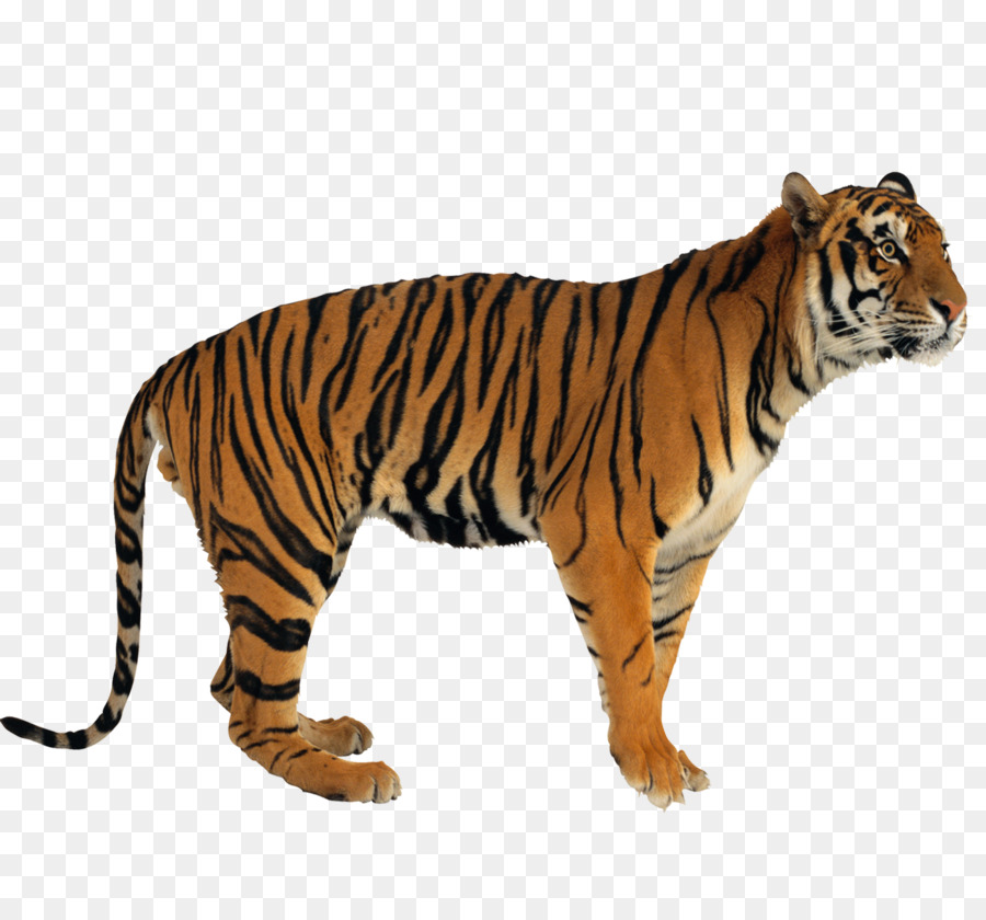 Harimau Putih，Harimau PNG