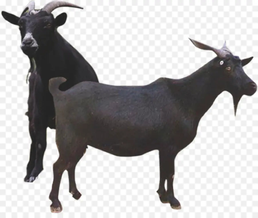 Kambing Hitam，Tanduk PNG