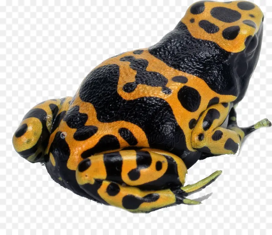 Katak Panah Racun，Hitam PNG