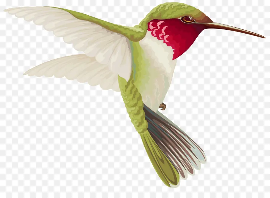 Hummingbird，Burung PNG