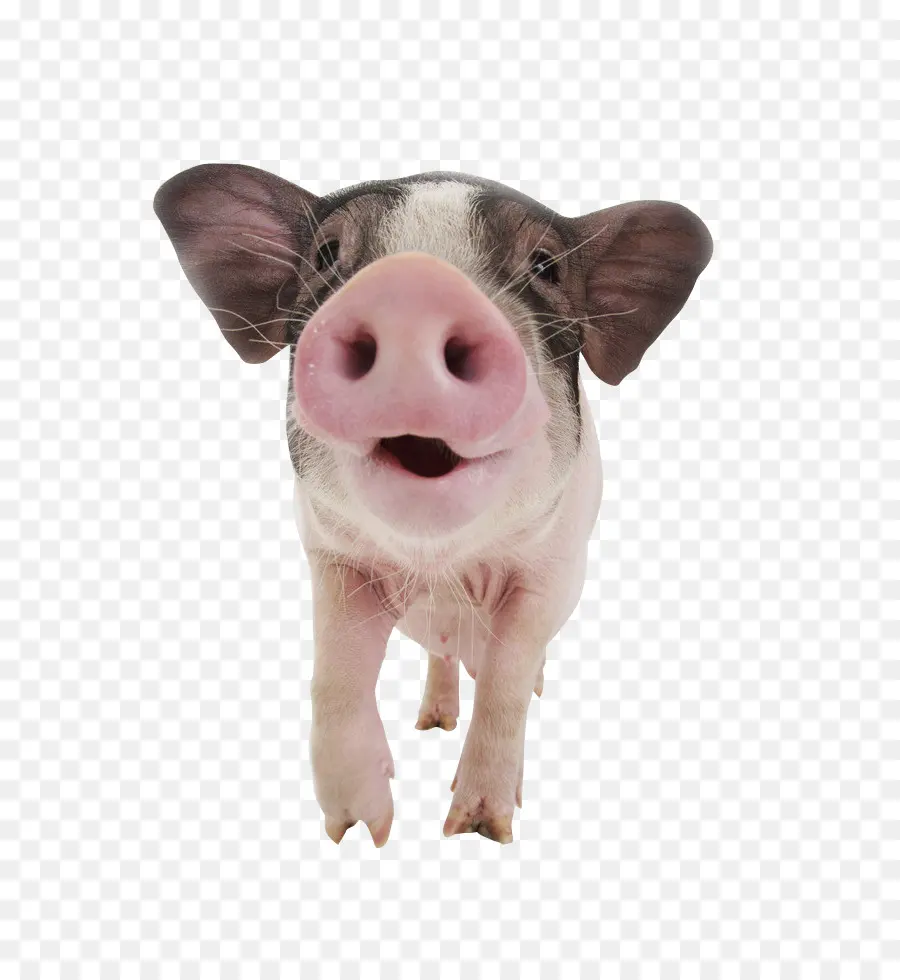 Babi，Telinga Babi PNG