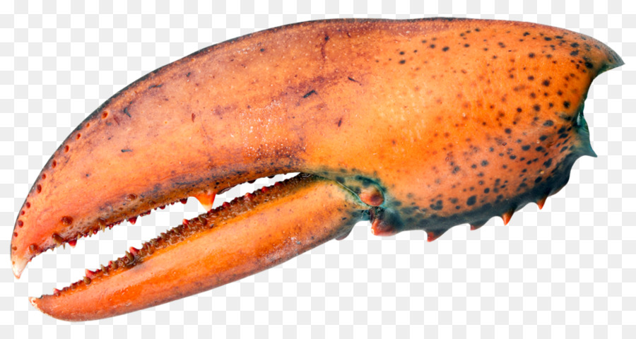 Orange，Lobster PNG