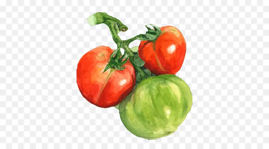 Lukisan Cat Air，Tomat PNG