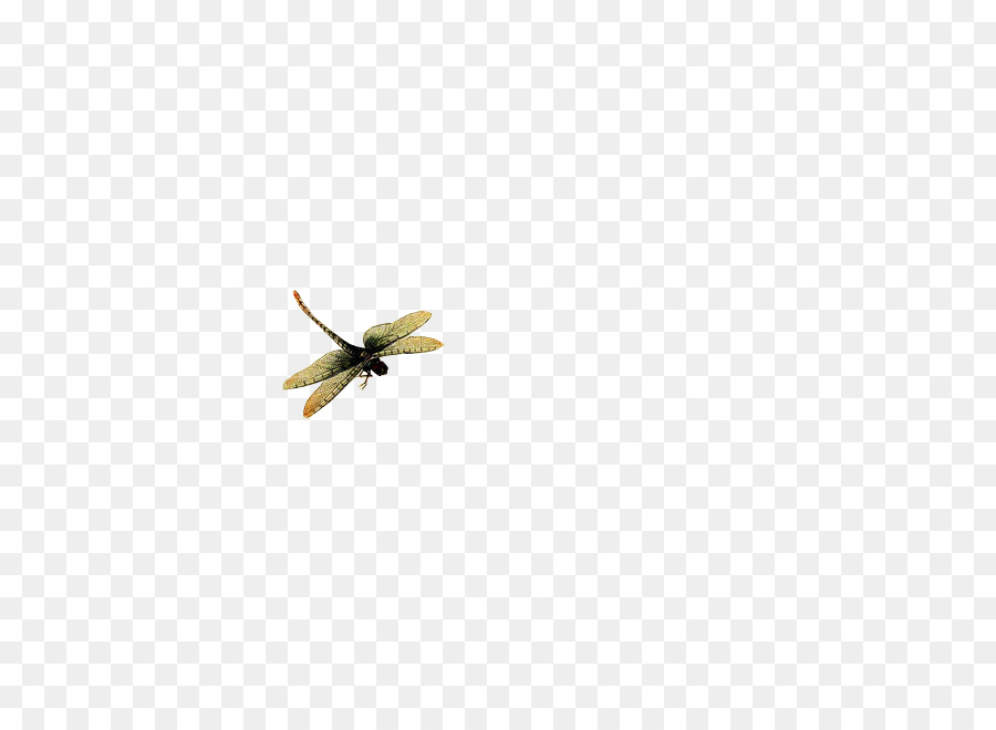 Serangga，Kuning PNG