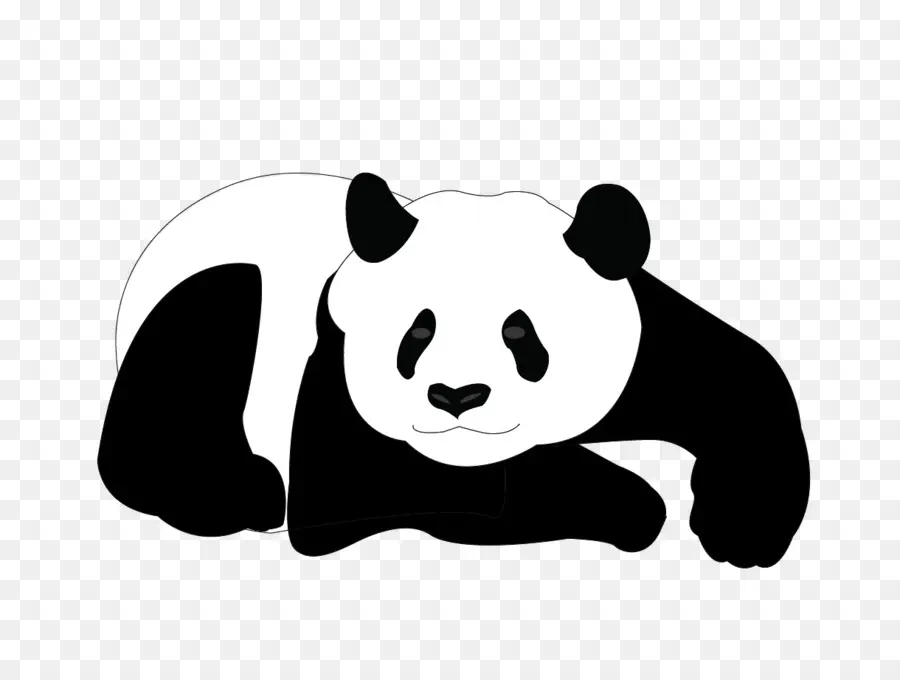 Panda，Beruang PNG