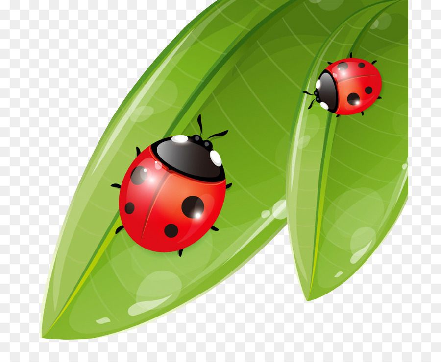 Coccinella Septempunctata Kumbang  Kecil Kartun  gambar  png