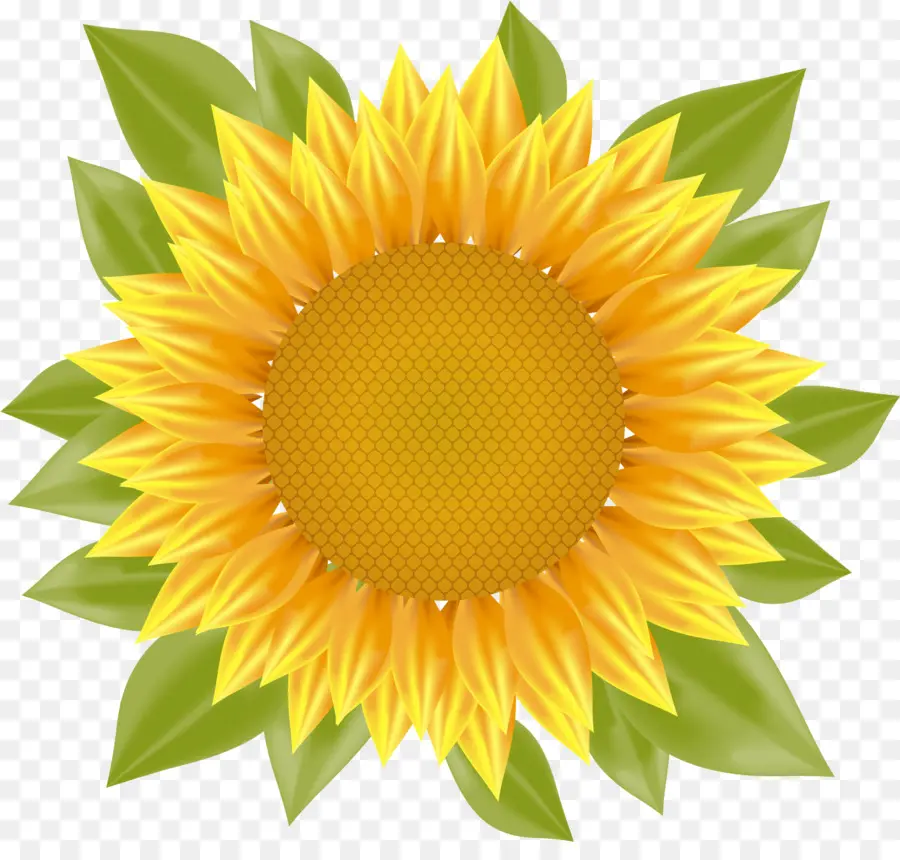 Umum Bunga Matahari，Euclidean Vektor PNG