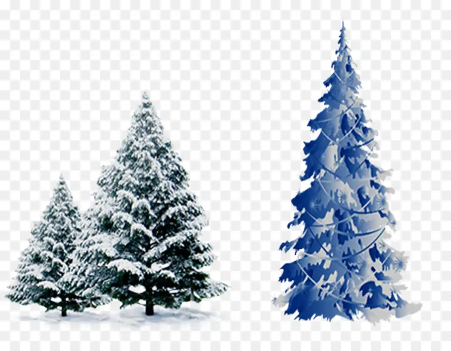 Pohon Natal，Cedar PNG