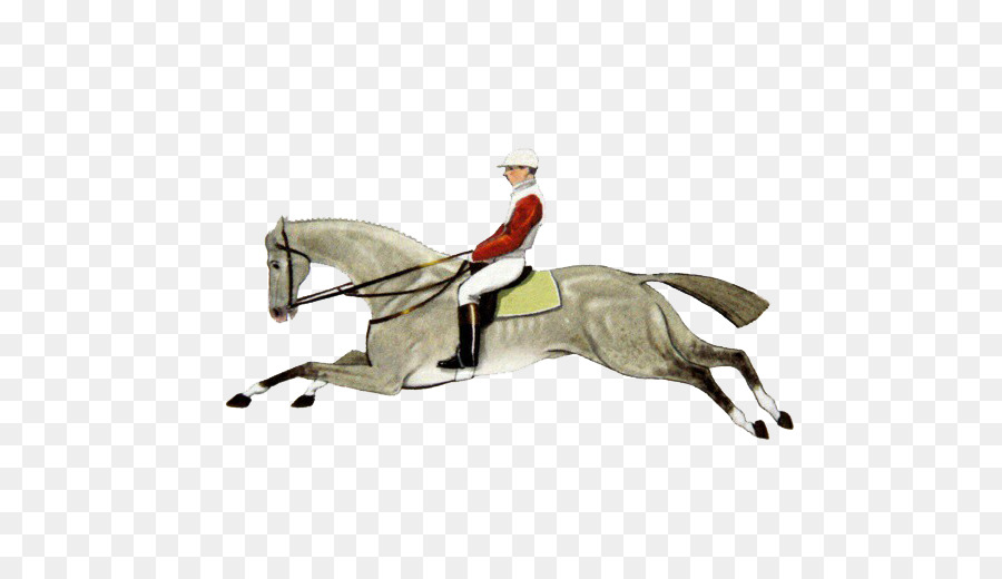 Kuda，Berkuda PNG