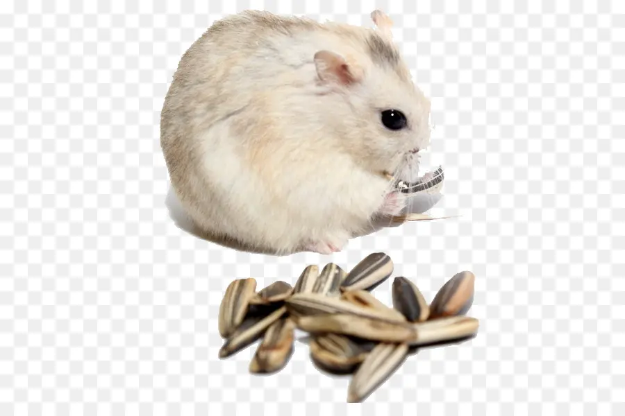 Hamster，Benih PNG