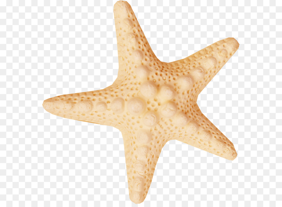 57 Gambar Hewan Bintang Laut Terbaik