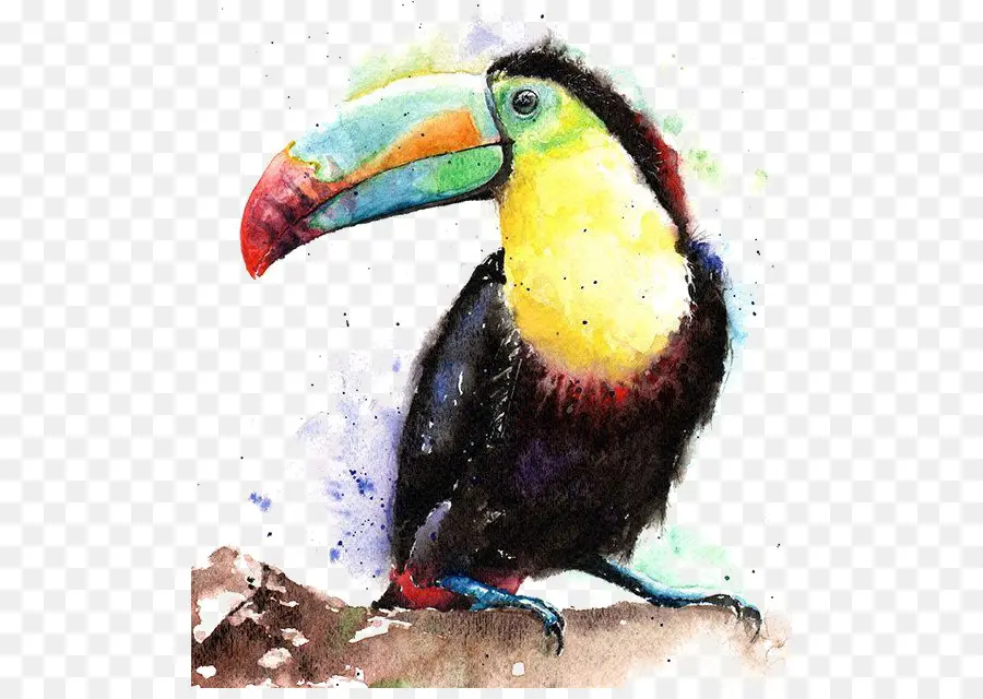 Burung，Toucan PNG