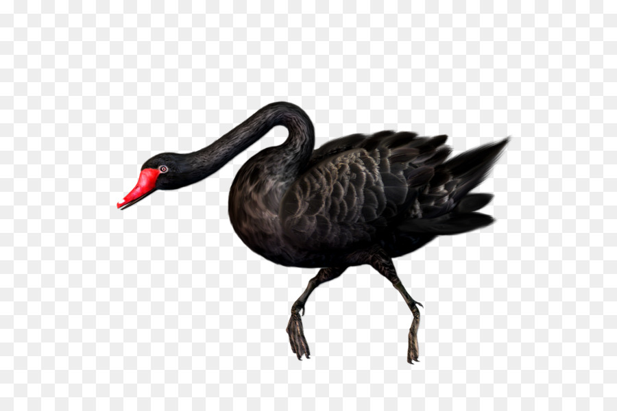 Angsa Hitam，Burung PNG