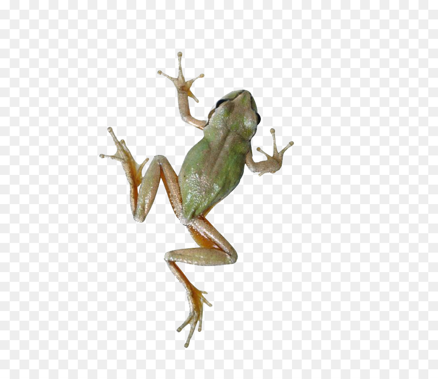 Katak，Amfibi PNG