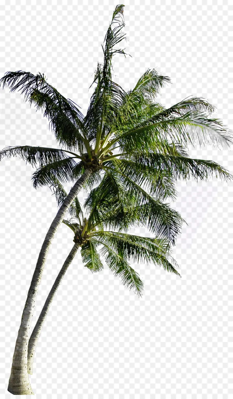 Kelapa，Pohon PNG
