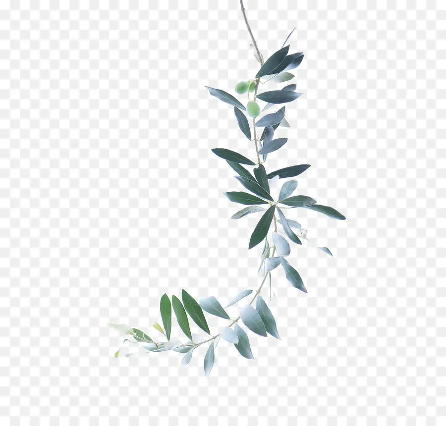Lukisan Cat Air，Olive Branch PNG