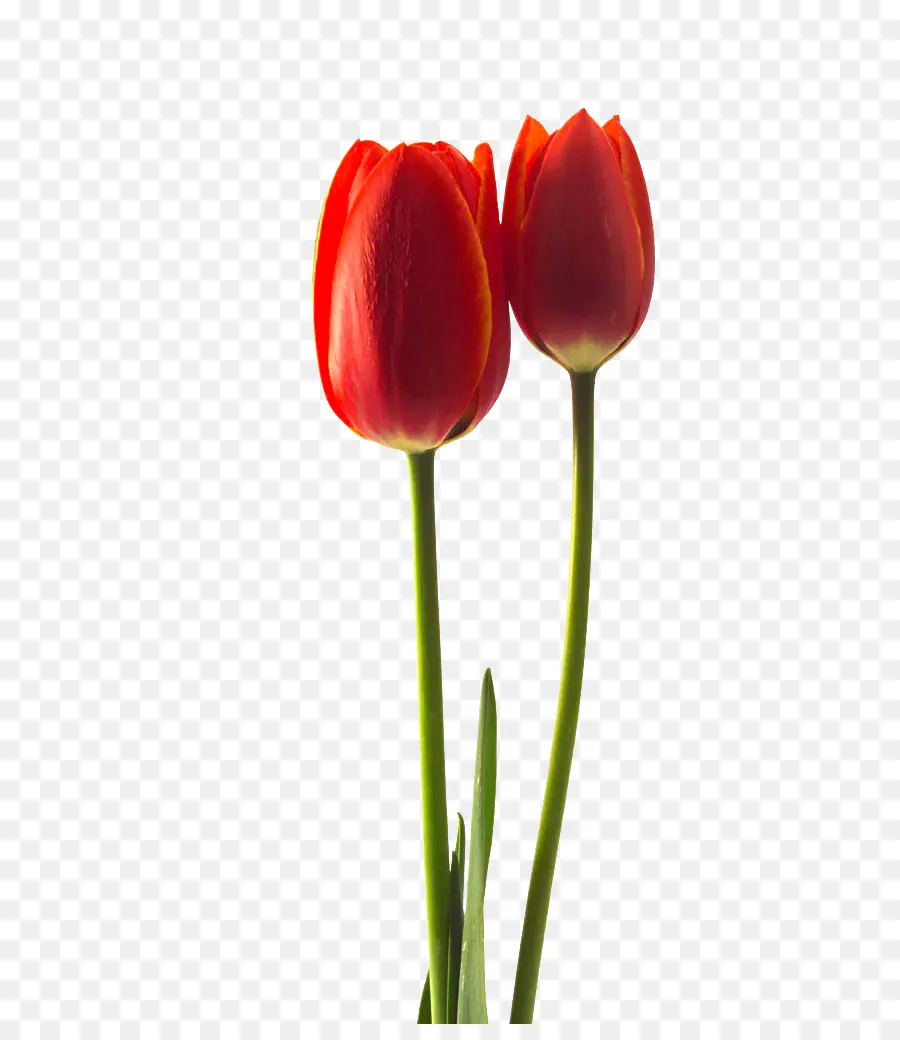 Tulipa Gesneriana，Bunga PNG
