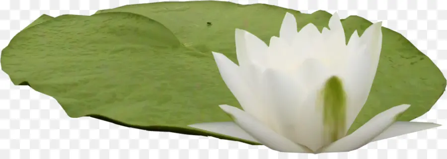 Nelumbo Nucifera，Waterlily Kerdil PNG