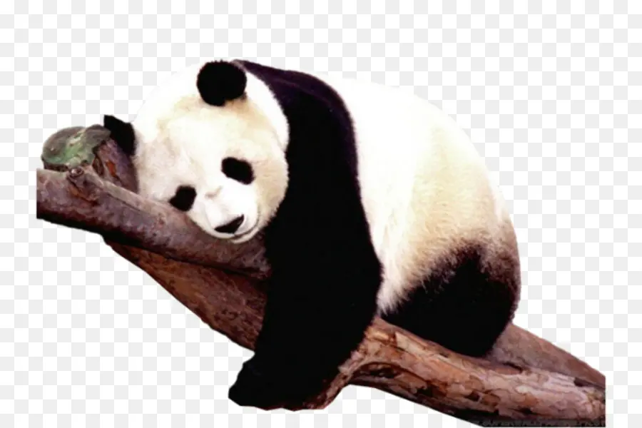 Panda Raksasa，Panda Raksasa Sichuan Tempat Tempat Suci PNG