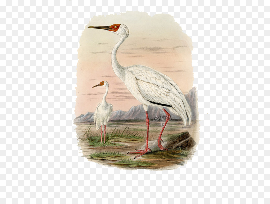 Crane，Sejarah Burung Dari Eropa Termasuk Semua Spesies Yang Menghuni Barat Palaeactic Wilayah PNG