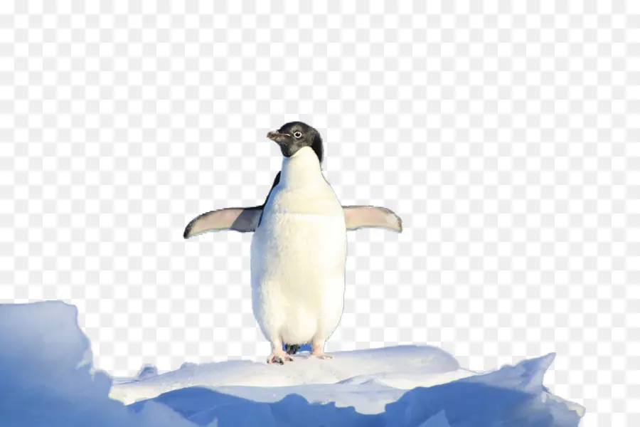 Penguin，Es PNG